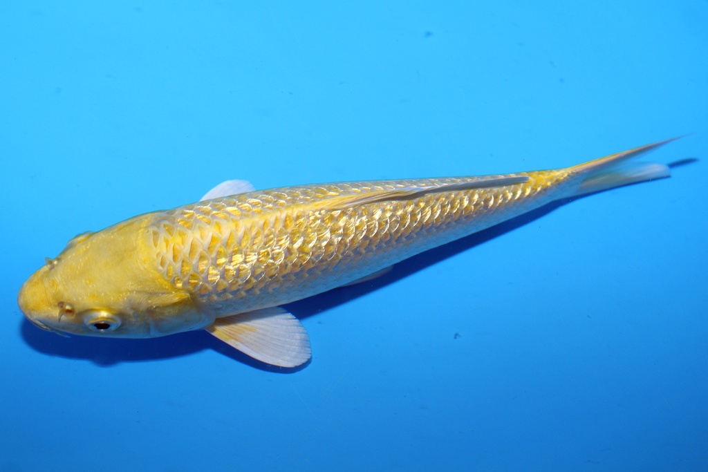 21cm 和泉屋产 当才 公母不明 C268 S6上-b.JPG