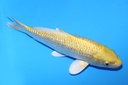 21cm 和泉屋产 当才 公母不明 C268 S6上-a.JPG