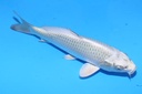 20cm 尾形产 当才 公母不明 C50 S8上-a.JPG