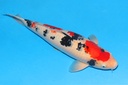 阪井产 65cm 三才 C1500 花园池 偏腹-a.JPG