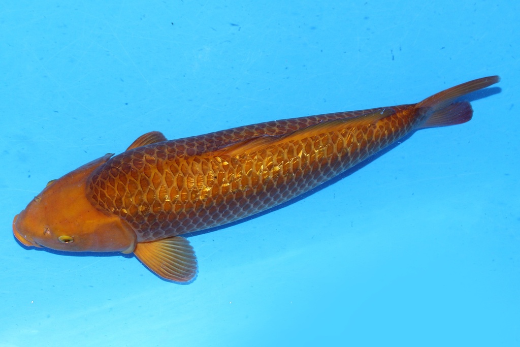 大日产 55cm 三才 雌性 C1000 黄猿 反鳃 A5-b.JPG