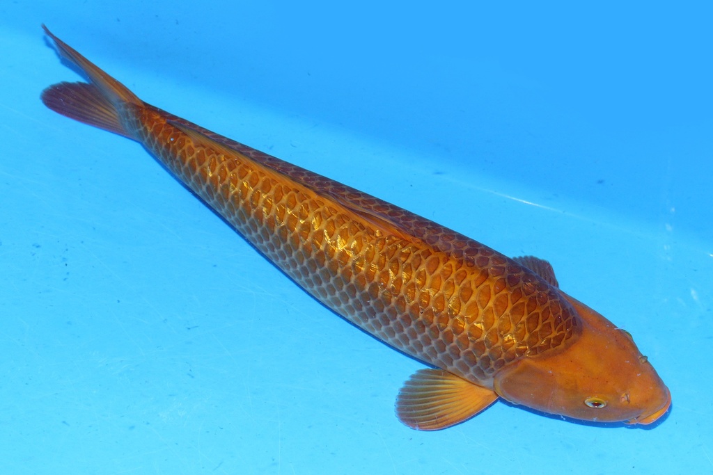 大日产 55cm 三才 雌性 C1000 黄猿 反鳃 A5-a.JPG