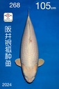 银狐种鱼.jpg