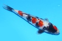 348096 23cm 清十郎产 当才 雄性 (1).JPG