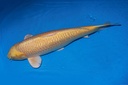 349003 81cm 桃太郎产 银鳞黄金 雌性 芯片3043 (3).JPG