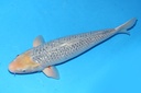 349026 71cm 山重产 银鳞浅黄 雌性 A9 (3).JPG