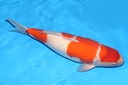 349030 63cm 阪井产 红白 雌性 A9 体型不顺 (2).JPG