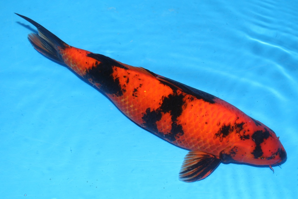 349037 57cm 条田产 绯泻 雌性 花园池 (2).JPG