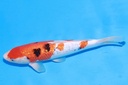 349044 36cm 桃太郎产 银鳞大正 雄性 M4 (3).JPG