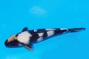 349076 38cm 尾形产 白泻 当才 38cm 雄性 S4下 (3).JPG