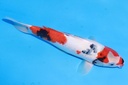 349077 37cm 伊佐产 昭和 雄性 M4  (2).JPG
