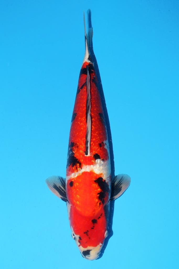 尾形产 银鳞昭和 三才 59cm 雄性 341043