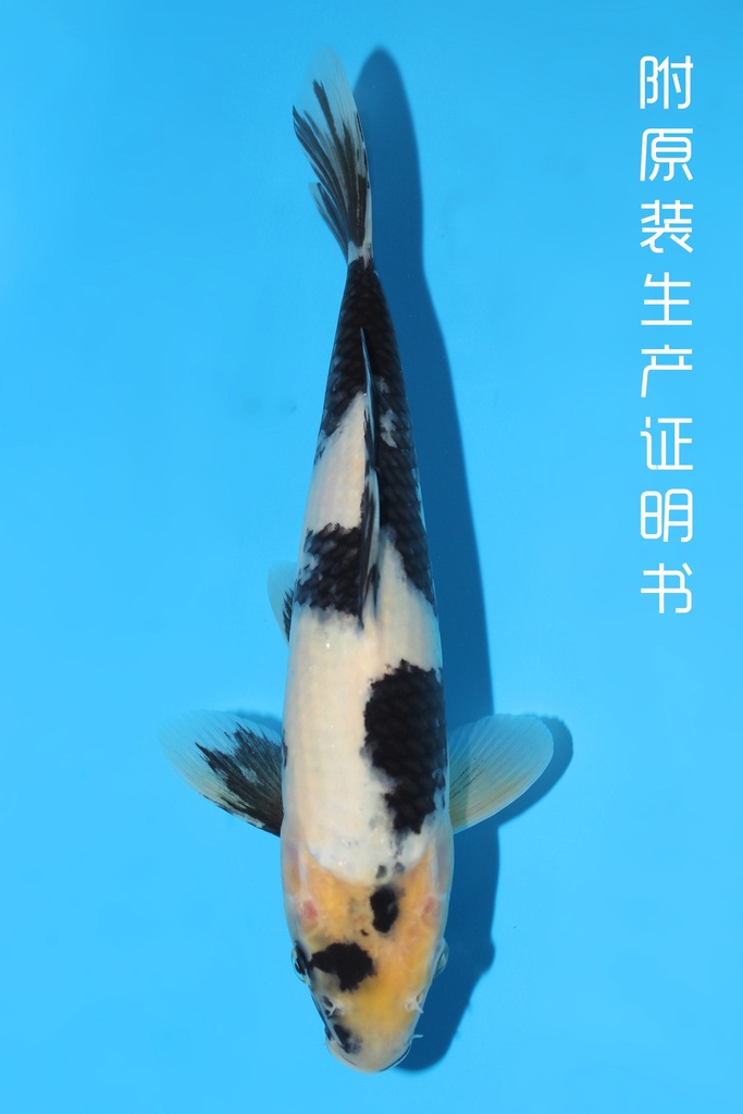 尾形产 白写 当才 27cm 公母不明 341058