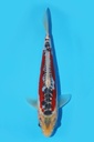 田中产 秋翠 当才 21cm 公母不明 341062