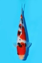 阪井产 大正 当才 21cm 公母不明 341064