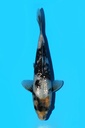 尾形产 银鳞白写 当才 22cm 公母不明 341082