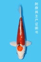 尾形产 大和锦 当才 21cm 公母不明 341084