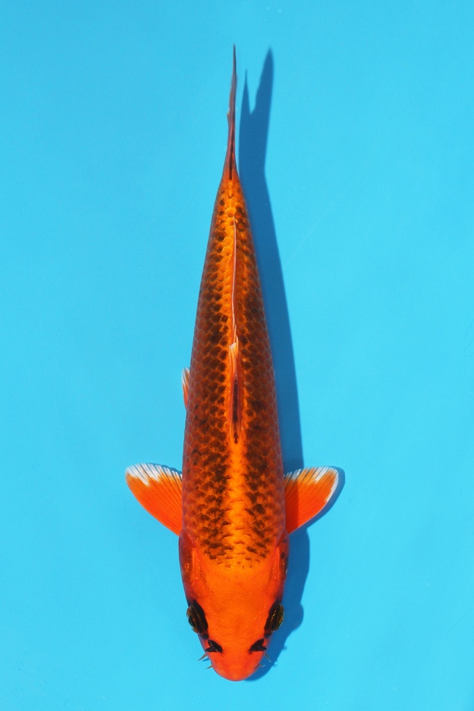 尾形产 黄金松叶 当才 22cm 公母不明 341093