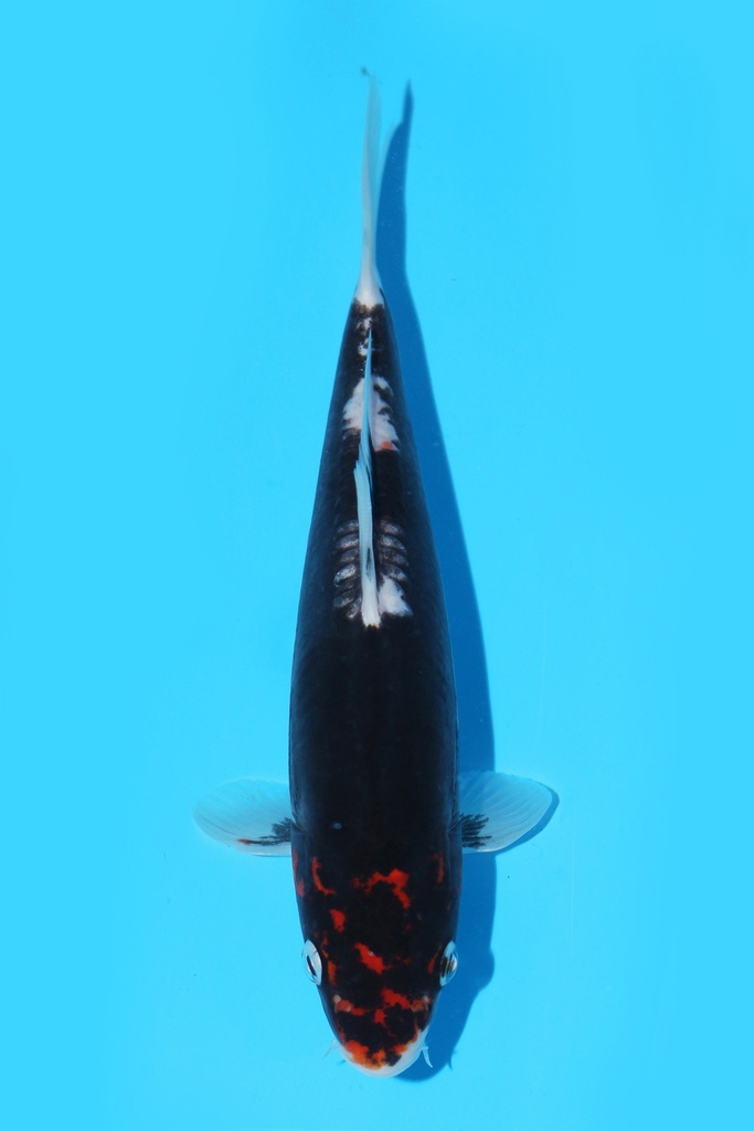 清十郎产 红九纹龙 当才 22cm 公母不明 341095