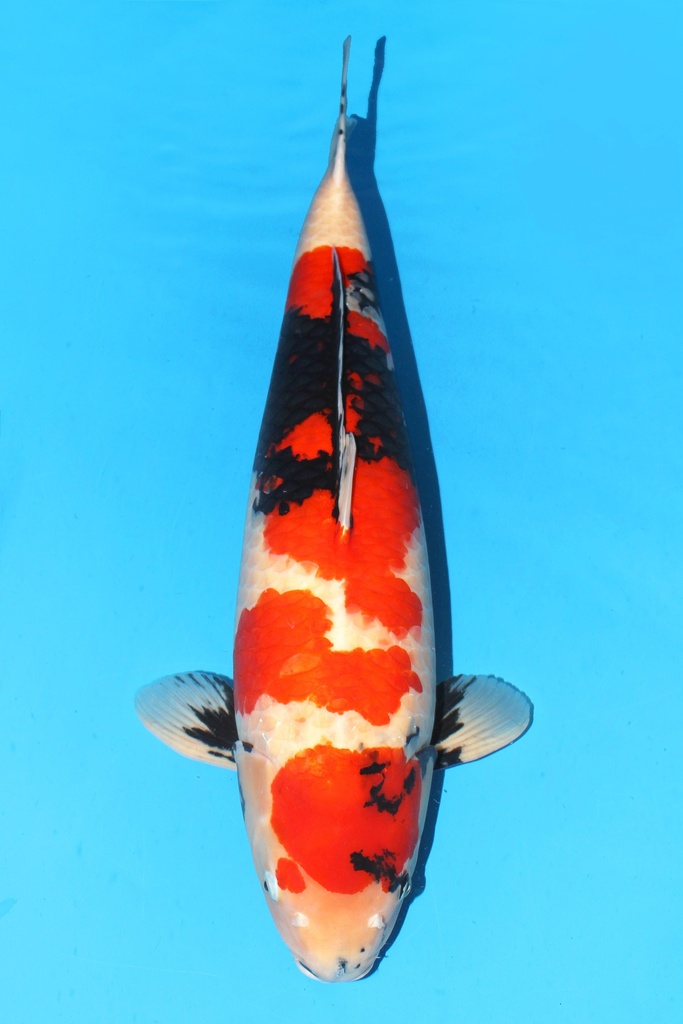 大日产 昭和 四才 69cm 雌性 342003
