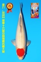 丸重产 丹顶 二才 55cm 雌性 342009