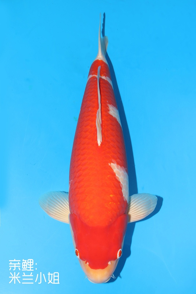 阪井产 红白 三才 70cm 雌性 342013