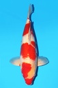 桃太郎产 红白 二才 57cm 雌性 342048