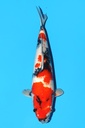 大日产 昭和 二才 55cm 雌性 342032