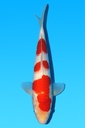 桃太郎产 红白 大当才 33cm 雌性 342038