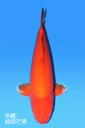 阪井产 红介子鲤 四才 74cm 雌性 342042