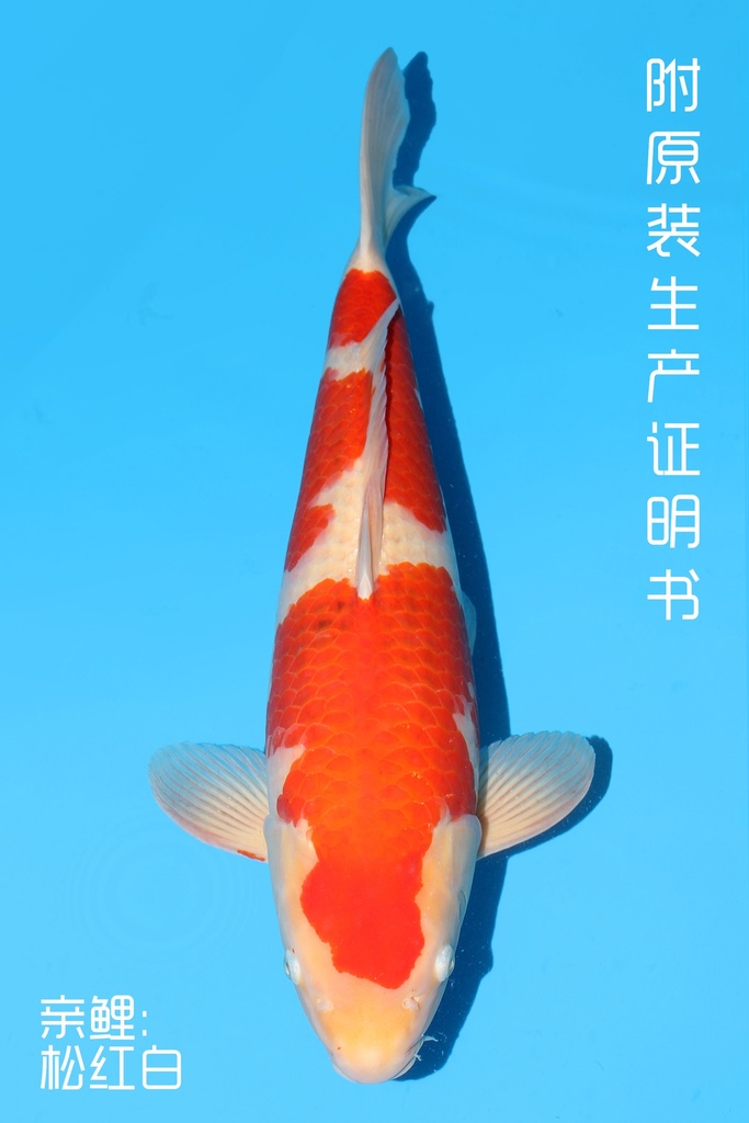 桃太郎产 红白（衣系） 二才 59cm 雄性 342046