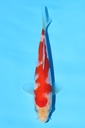 阪井产 红白 当才 14cm 公母不明 342076