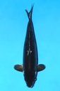 山重产 黑九纹龙 明二才 41cm 雌性 342062