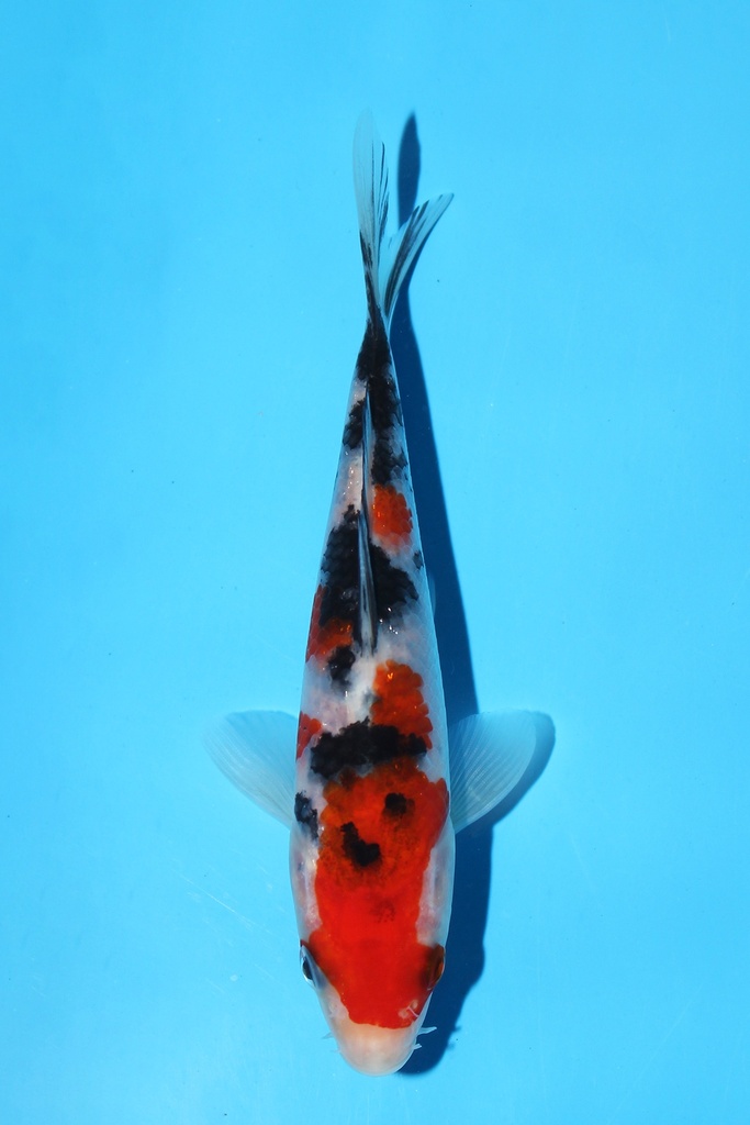 阪井产 大正 当才 14cm 公母不明 342077