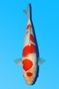 桃太郎产 红白 大当才 35cm 雌性 342061