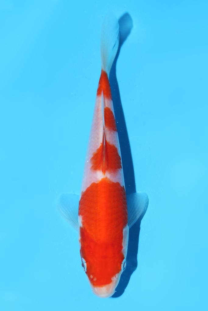 阪井产 红白 当才 13cm 公母不明 342078
