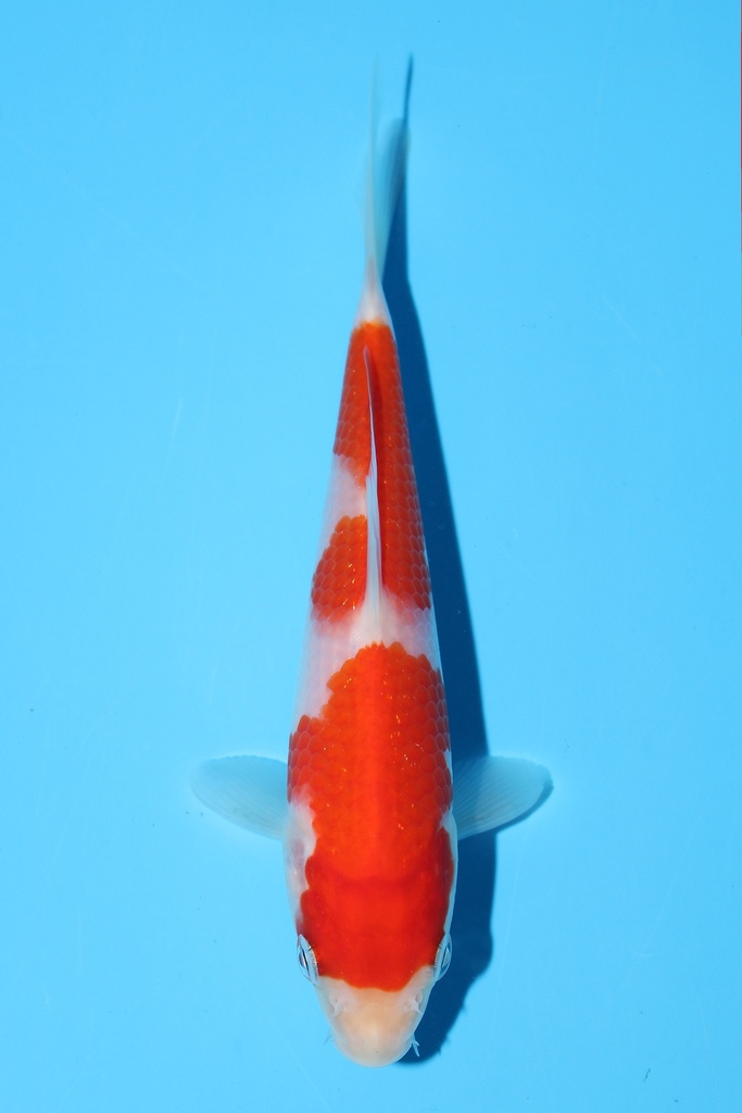 阪井产 红白 当才 13cm 公母不明 342079