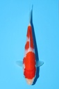 阪井产 红白 当才 13cm 公母不明 342079