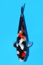 阪井产 昭和 大当才 35cm 雌性 342068