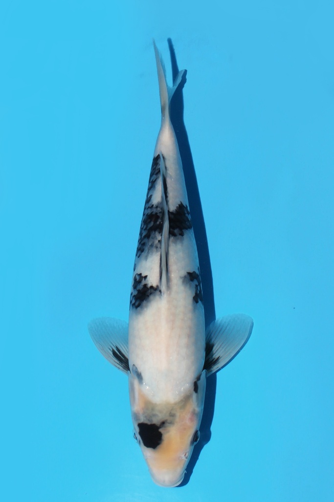 尾形产 白写 大当才 34cm 雌性 342069