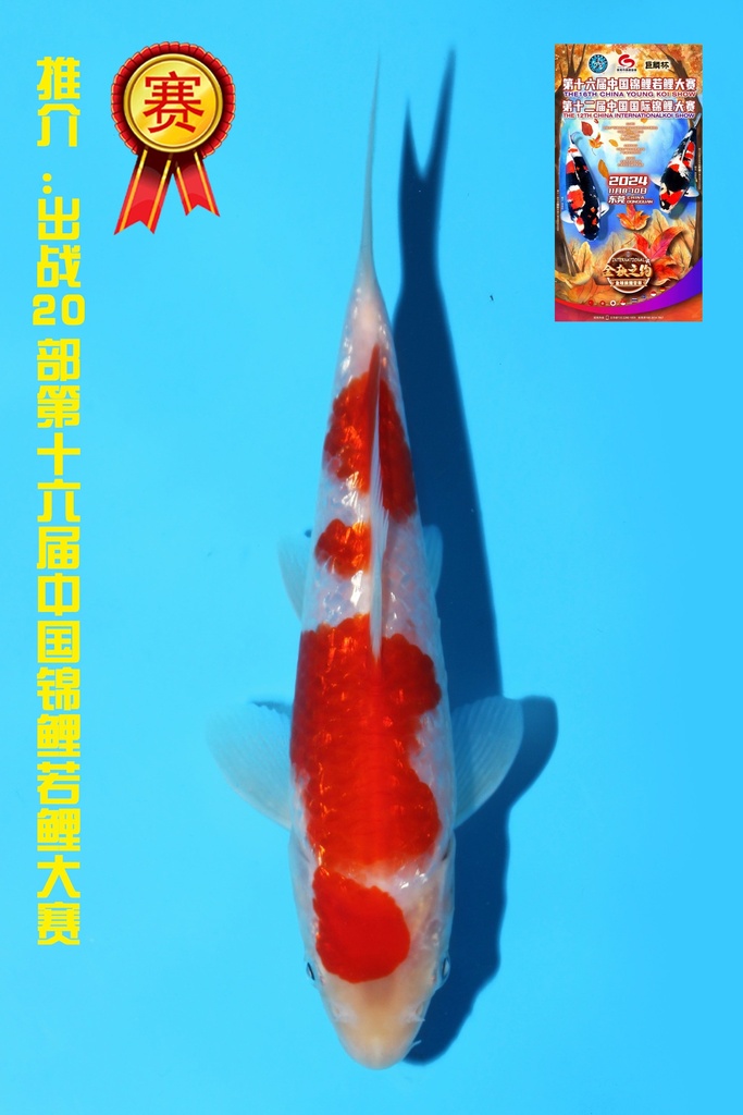 谷口产 银鳞红白 当才 18cm 公母不明 342083