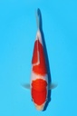 阪井产 红白 当才 18cm 公母不明 342084