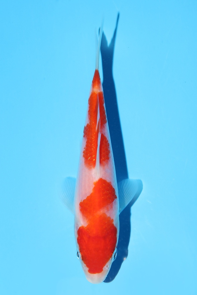 阪井产 红白 当才 12cm 公母不明 342080