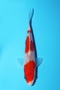 尾形产 五色 当才 15cm 公母不明 342100