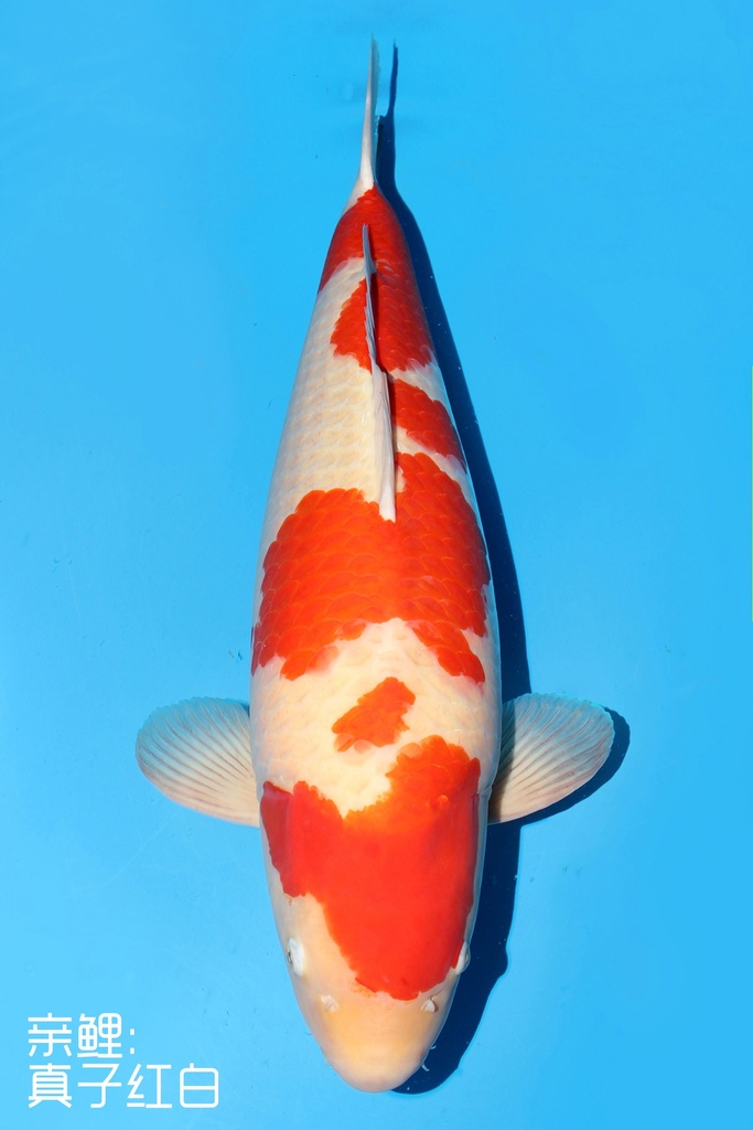 桃太郎产 红白 明四才 76cm 雌性 343003
