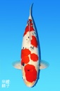 桃太郎产 大正 明四才 70cm  雌性 343015