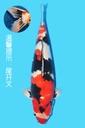 尾形产 昭和 三才 70cm 雌性 343017