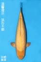 大日产 黄猿银鳞介子鲤 三才 62cm 雌性 343039
