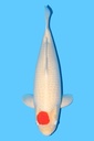 阪井产 丹顶 四才 71cm 雌性 343019