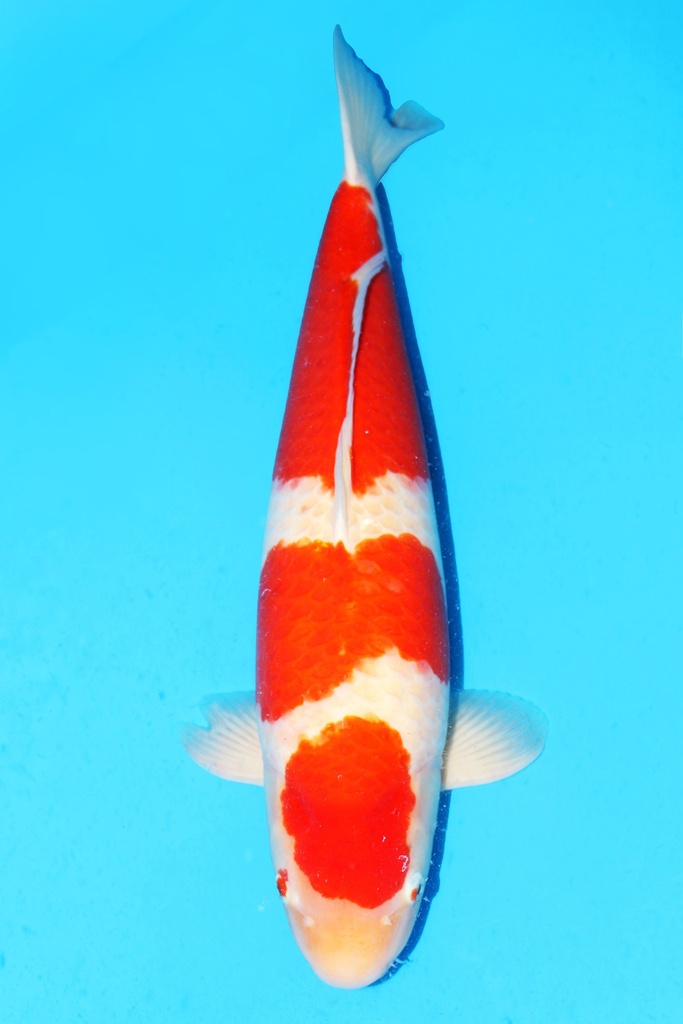 阪井产 红白 三才 66CM 雌性 343036